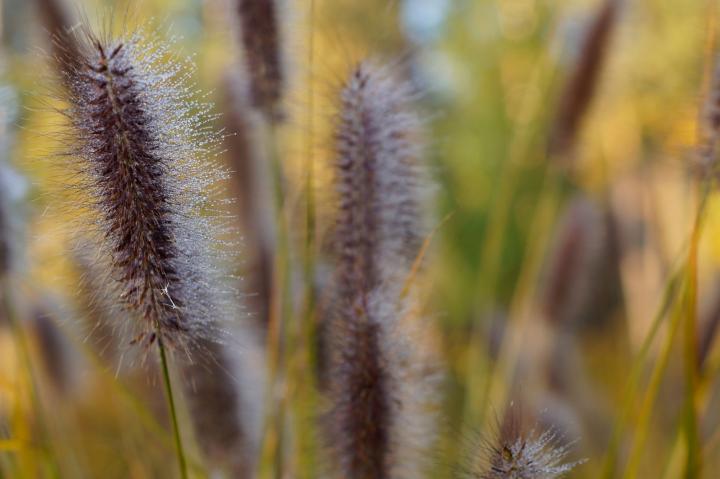 Pennisetum alop. 'Red Head'