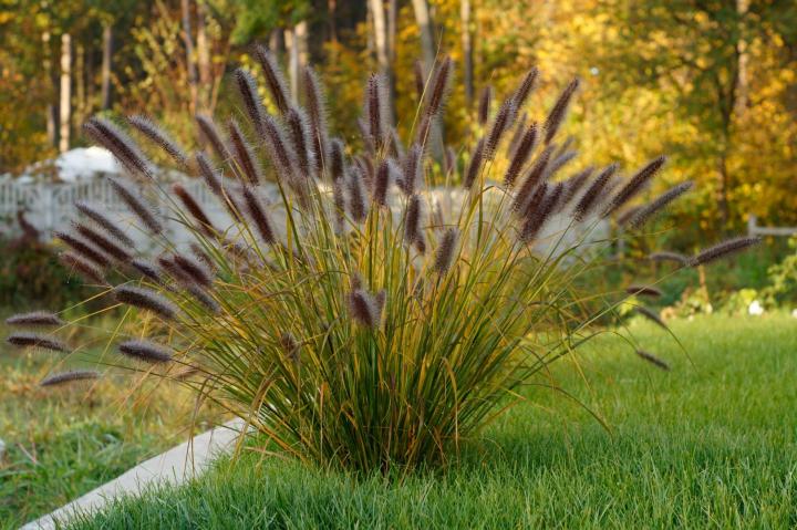 Pennisetum alop. 'Red Head'