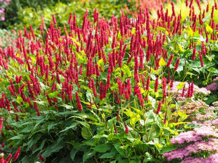 Persicaria ampl. 'Blackfield'