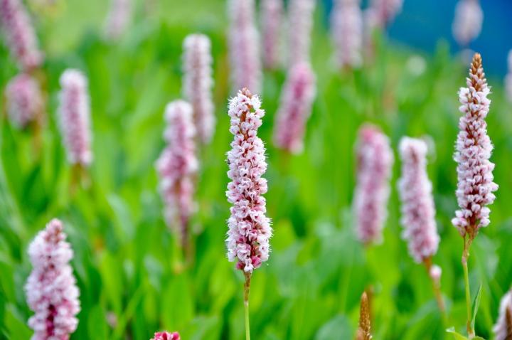Persicaria bist. 'Superba'