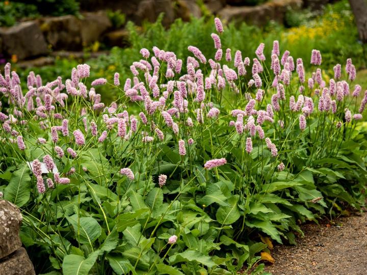 Persicaria bist. 'Superba'