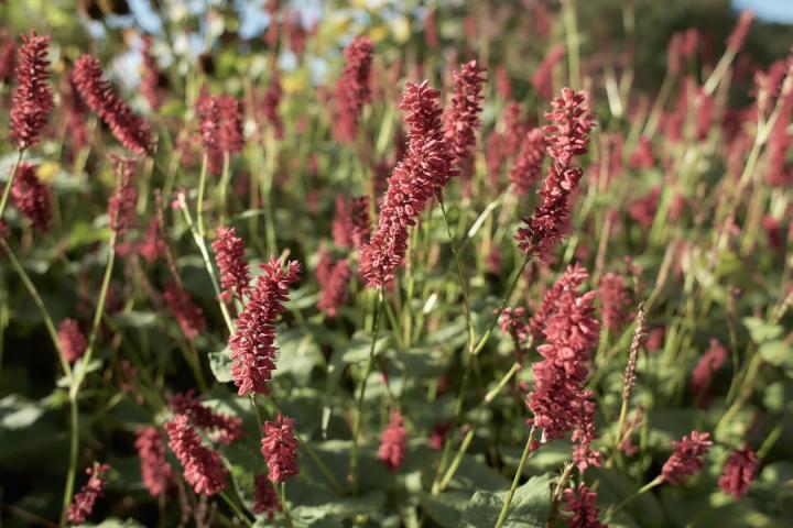 Persicaria ampl. 'Dark red'