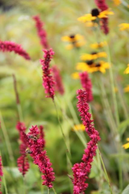 Persicaria ampl. 'Fat Domino'