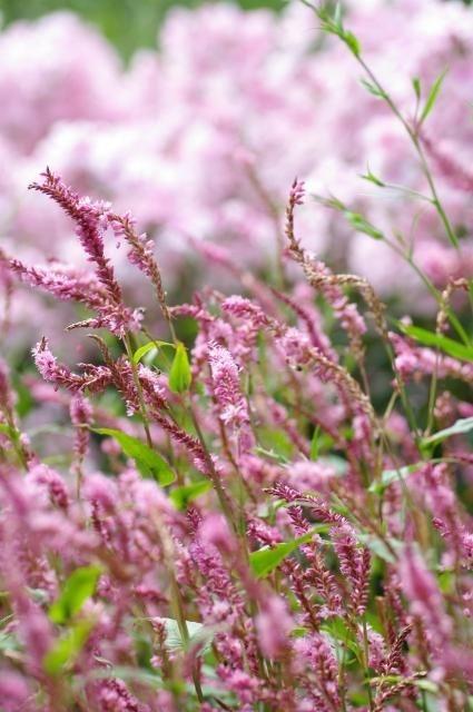 Persicaria ampl. 'Pink Elephant'