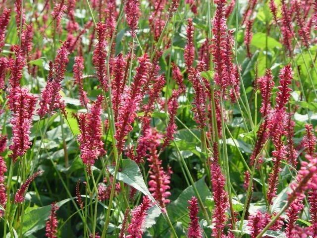 Persicaria ampl. 'Speciosa'