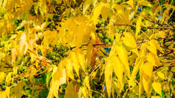 Phellodendron amurense