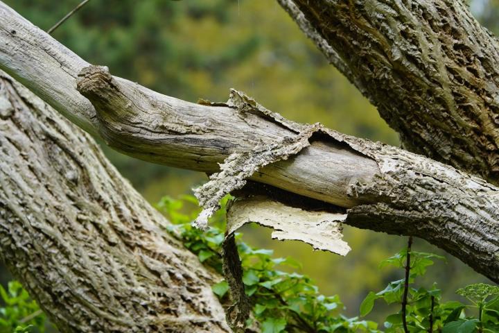 Phellodendron amurense