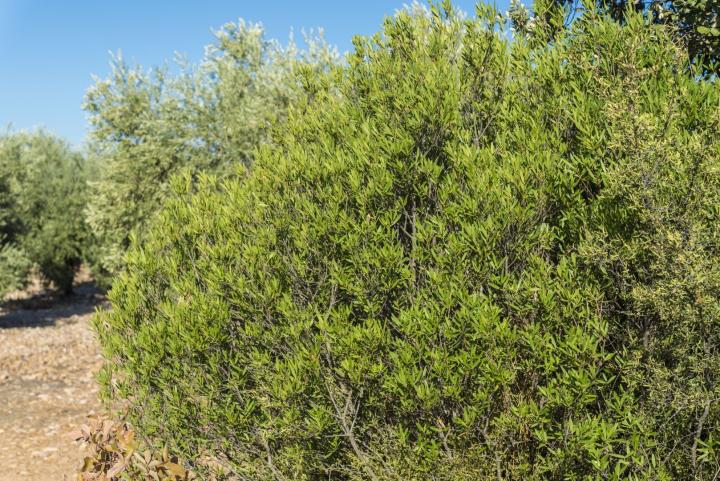 Phillyrea angustifolia