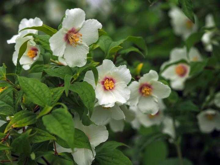 Philadelphus 'Belle Etoile'