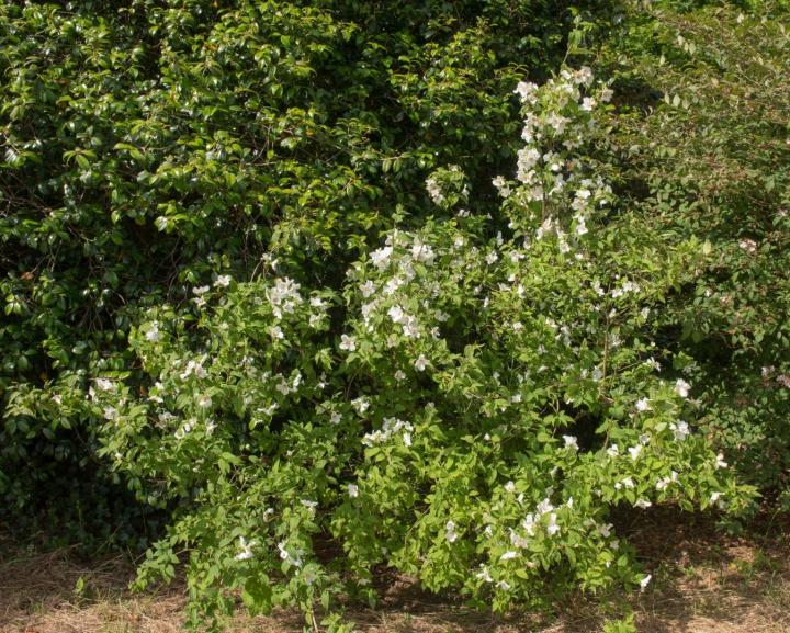 Philadelphus 'Belle Etoile'