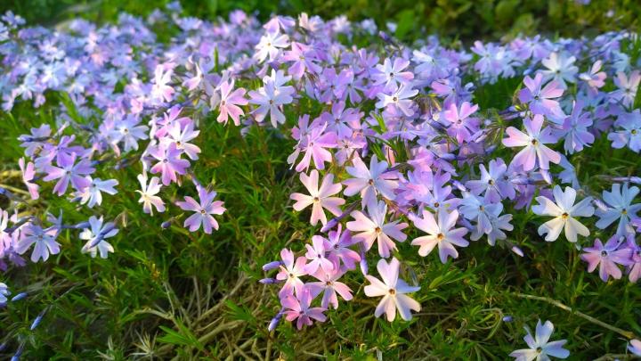 Phlox (S) 'Emerald Cushion Blue'