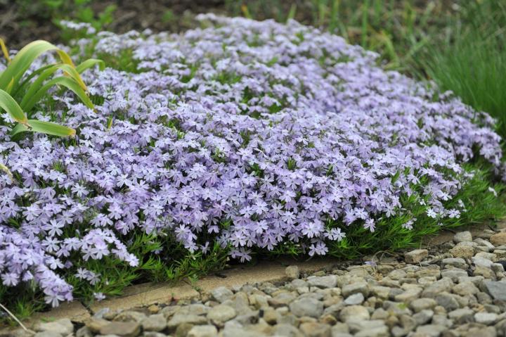 Phlox (S) 'Emerald Cushion Blue'
