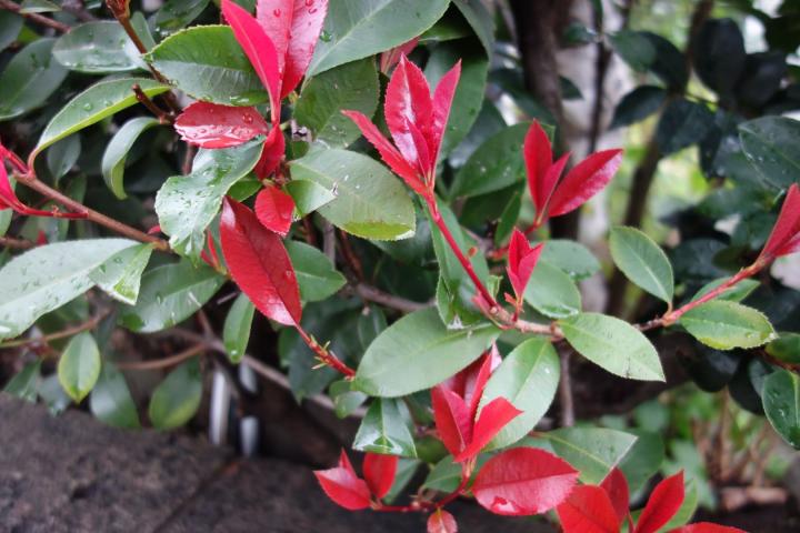 Photinia fraseri 'Little Red Robin'