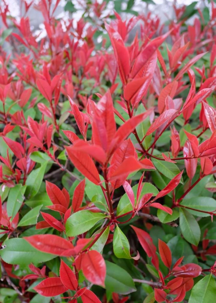 Photinia fraseri 'Red Robin'