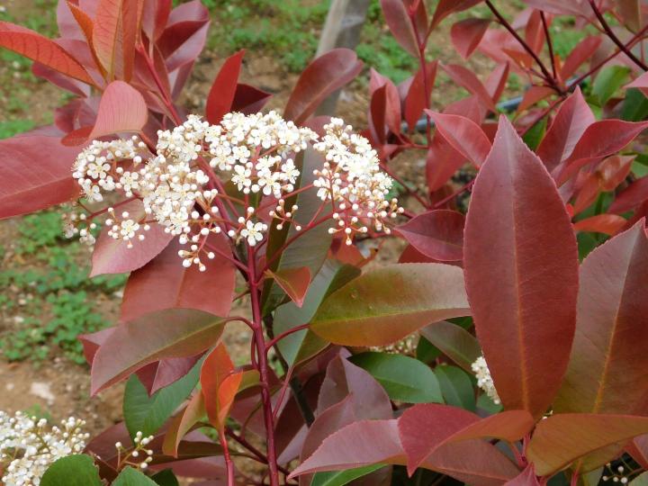 Photinia fraseri 'Red Robin'