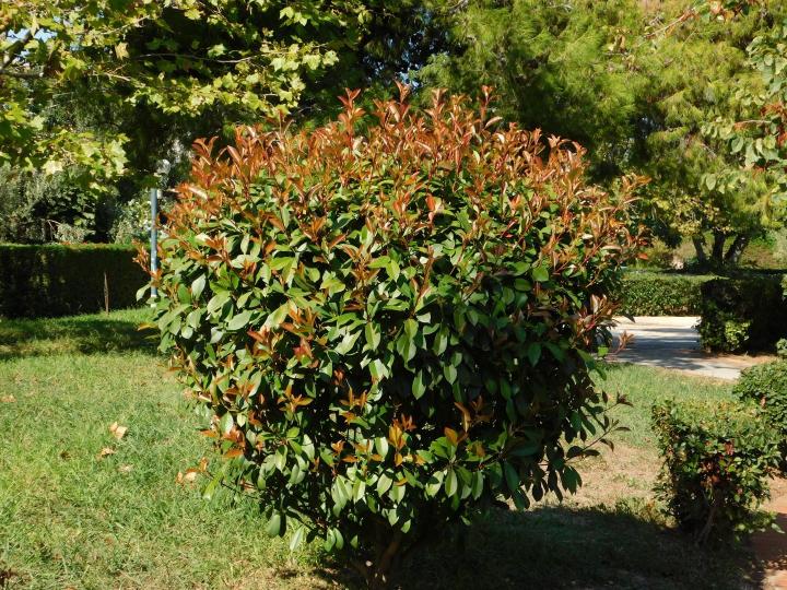 Photinia fraseri 'Red Robin'