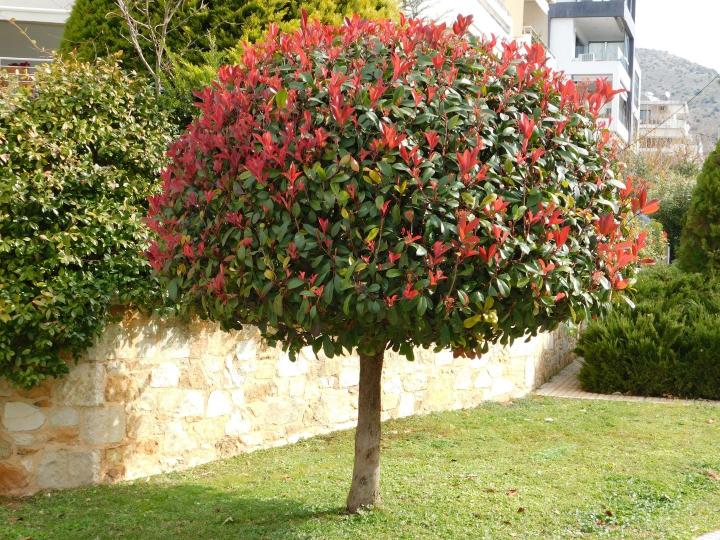 Photinia fraseri 'Red Robin'