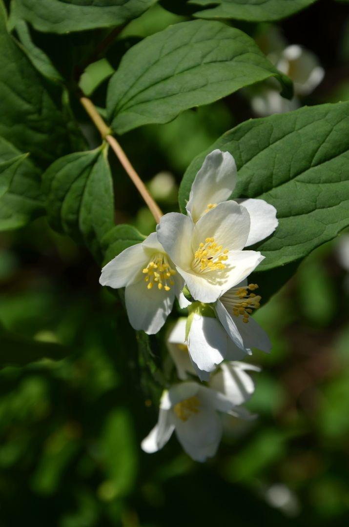 Philadelphus 'Lemoinei'