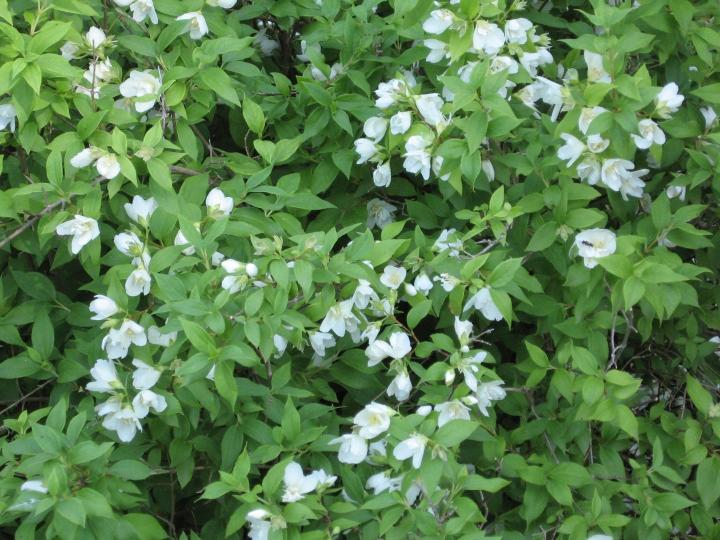 Philadelphus 'Lemoinei'