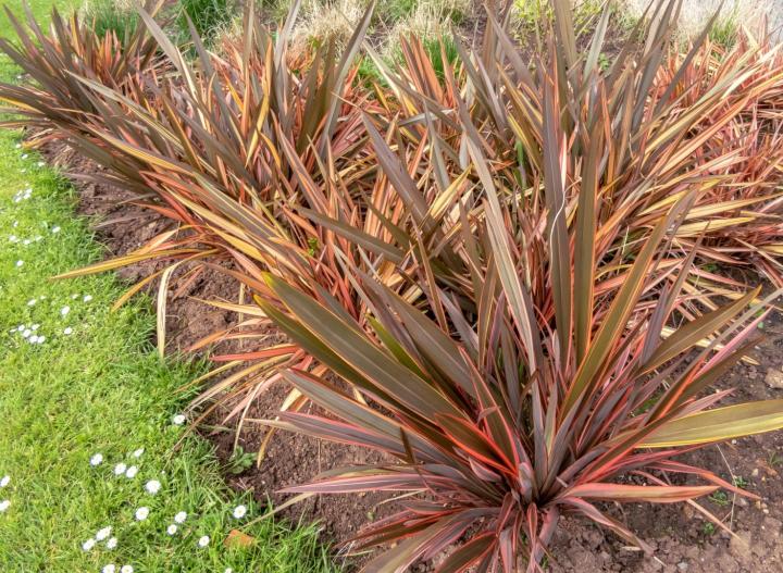 Phormium 'Platts Black'