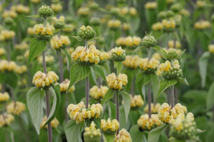 Phlomis russeliana