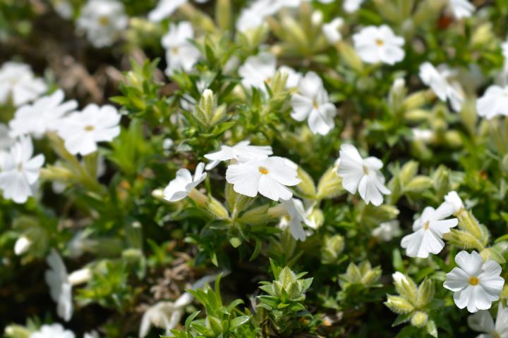 Phlox (S) 'White Delight'