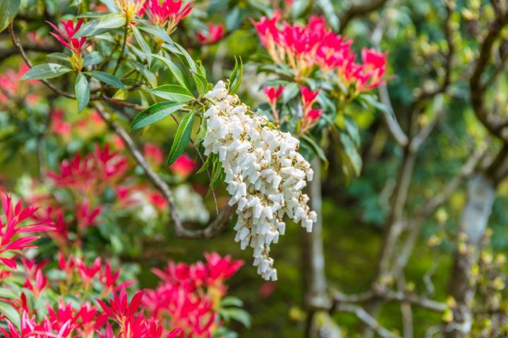 Pieris jap. 'Forest Flame'
