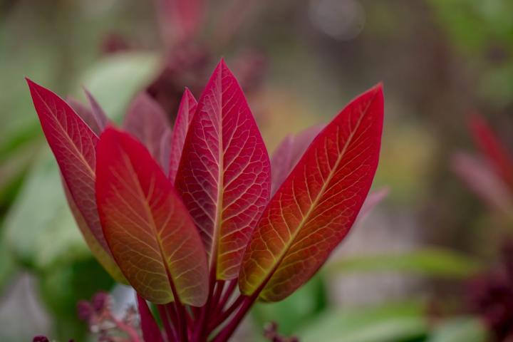 Pieris jap. 'Forest Flame'