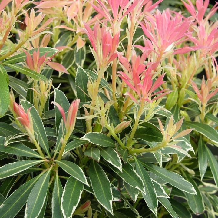 Pieris jap. 'Flaming Silver'