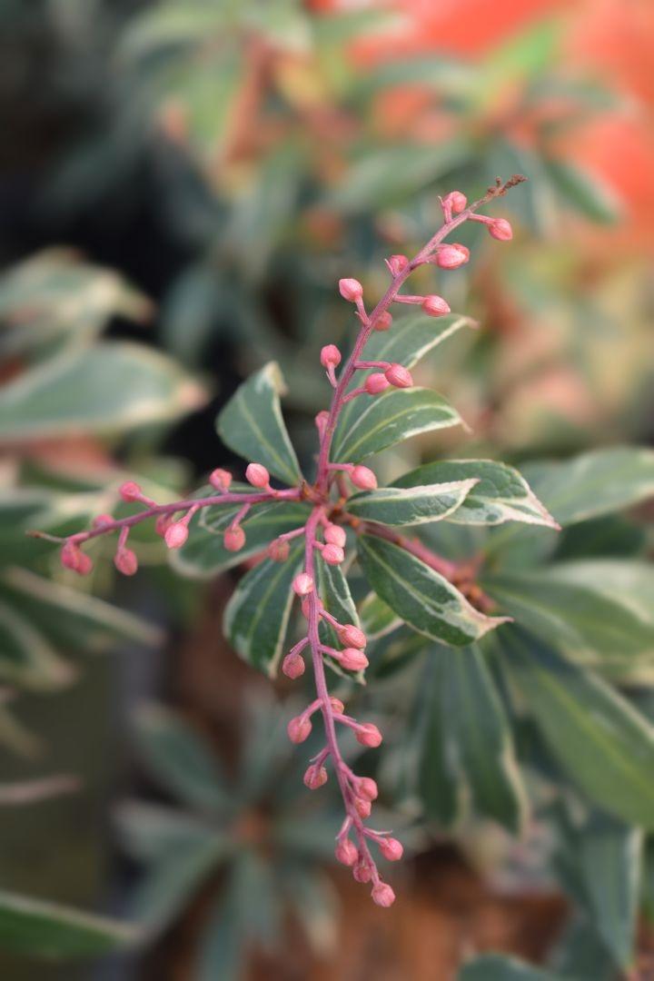 Pieris jap. 'Little Heath'