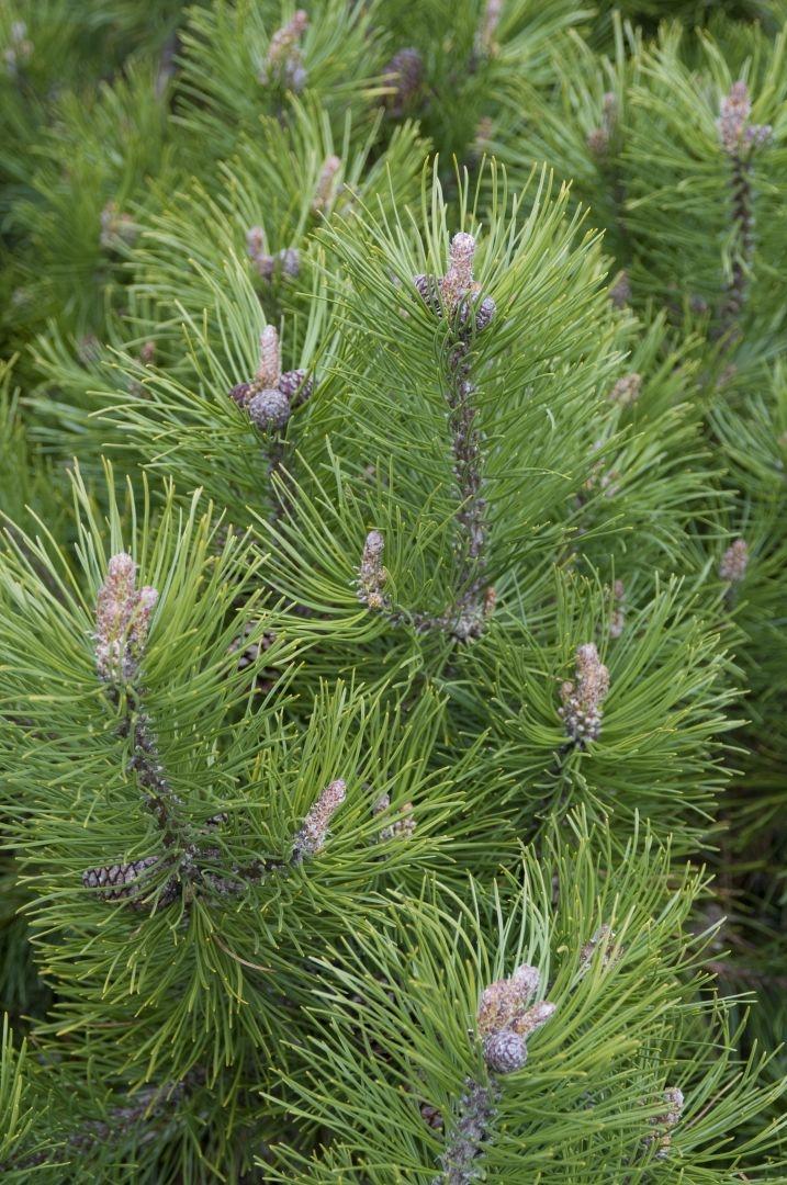 Pinus heldreichii 'Compact Gem'