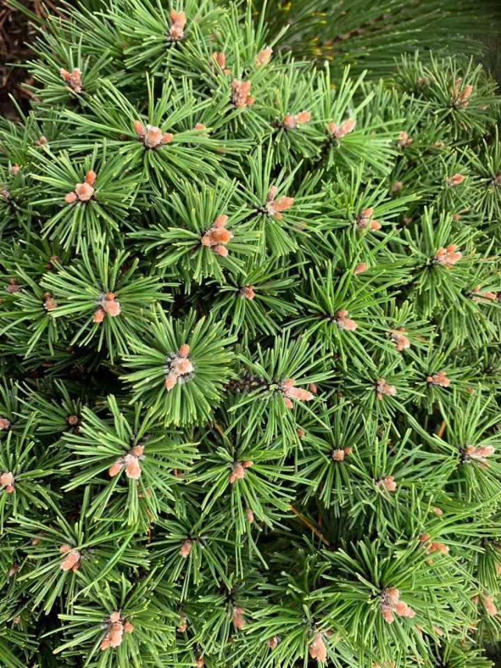 Pinus mugo 'Benjamin'