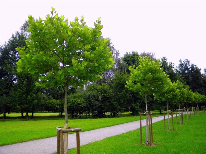 Platanus acerifolia 'Alphens globe'