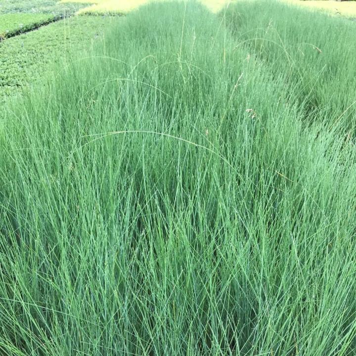 Poa labillardieri 'Glauca'