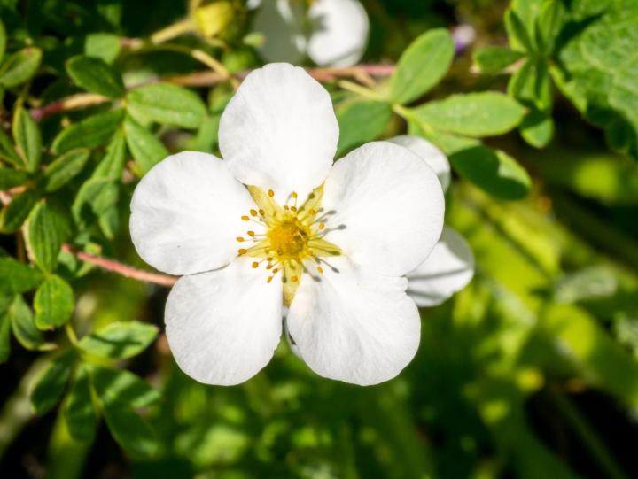 Potentilla frut. 'Abbotswood'