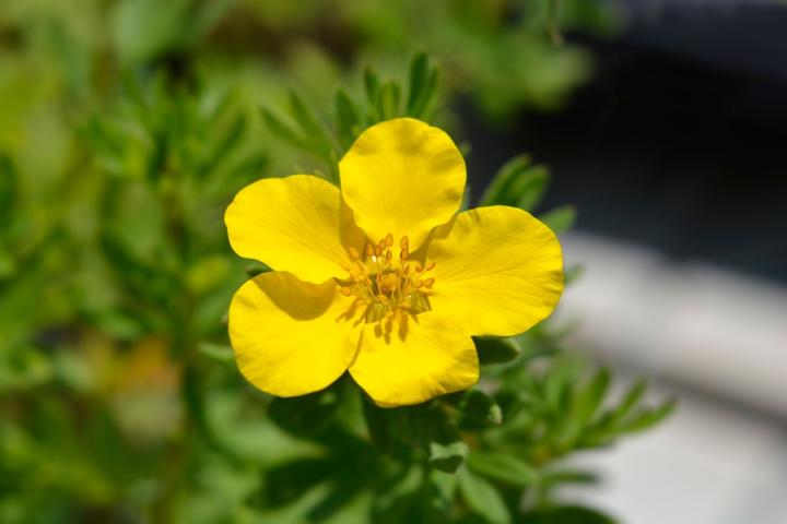 Potentilla frut. 'Goldfinger'