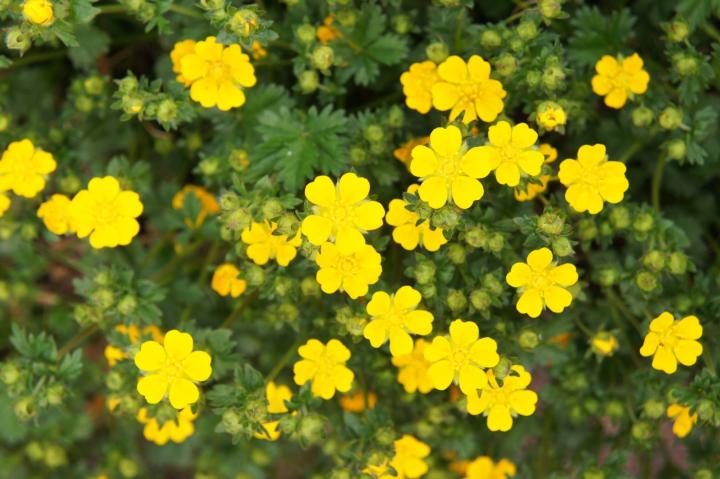 Potentilla frut. 'Goldfinger'