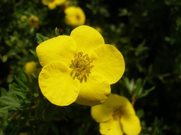 Potentilla frut. 'Kobold'