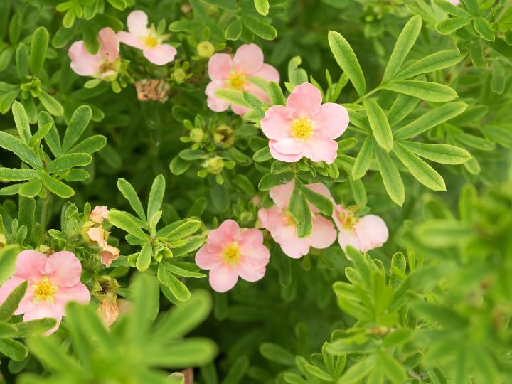 Potentilla frut. 'Pink Queen'