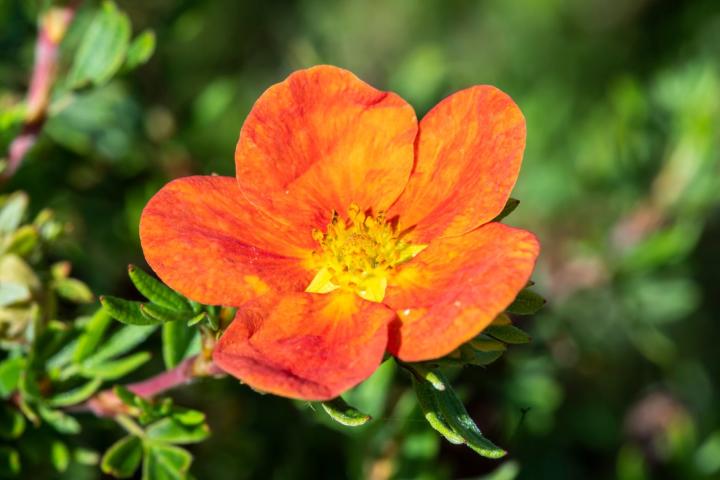 Potentilla frut. 'Red Ace'