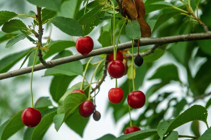 Prunus avium 'Kordia'