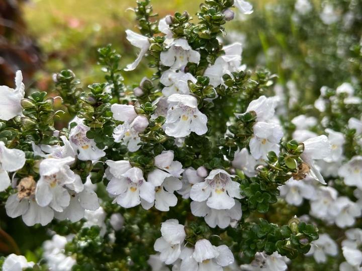 Prostanthera cuneata