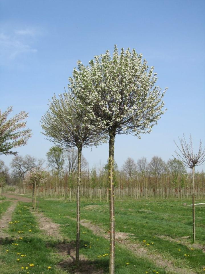 Prunus eminens 'Umbraculifera'
