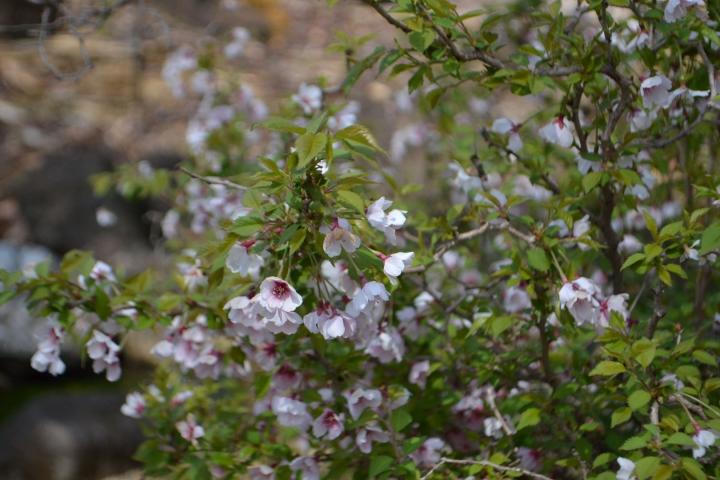 Prunus incisa 'Kojou no mai''