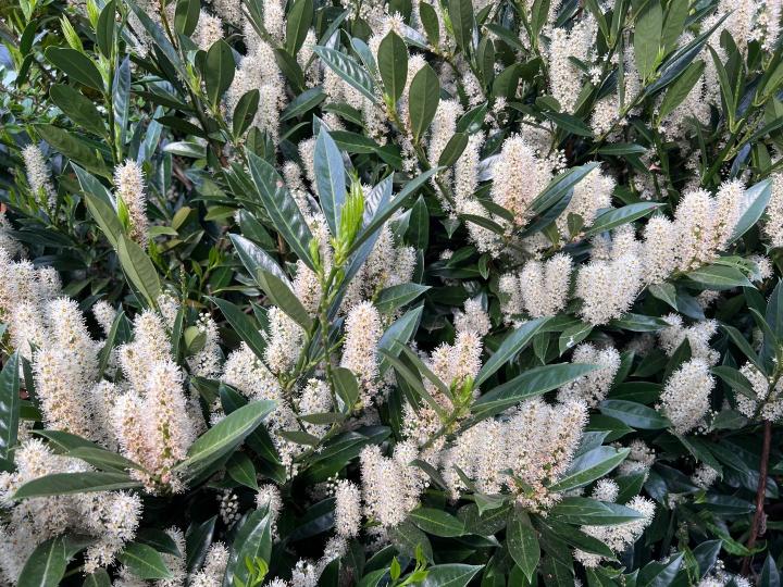 Prunus laur. 'Otto Luyken'