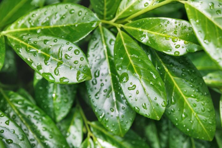 Prunus laur. 'Rotundifolia'