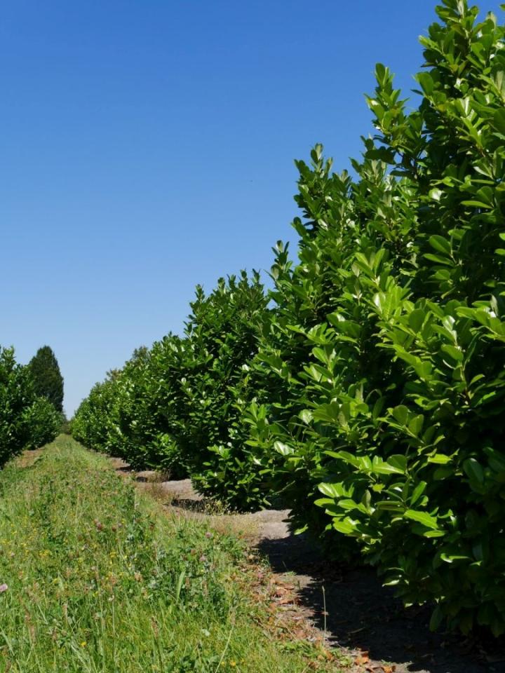 Prunus laur. 'Rotundifolia'