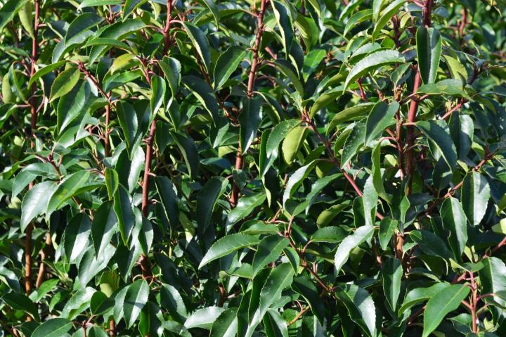 Prunus lusitanica 'Angustifolia'