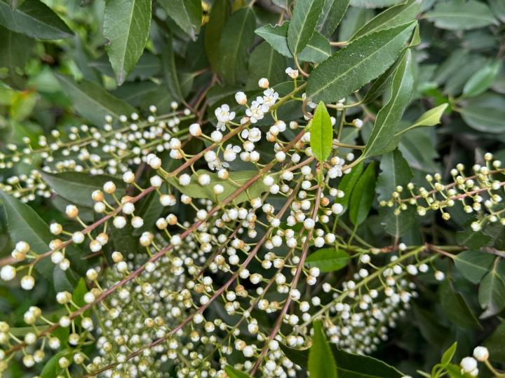 Prunus lusitanica 'Angustifolia'