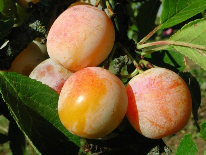Prunus d. 'Mirabelle de Nancy'